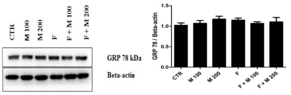 Finasteride 단기 투여후 MOTILIPERM 섭취에 따른 고환에서의 GRP-78 protein 발현 변화