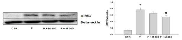 Finasteride 장기 투여후 MOTILIPERM 섭취에 따른 고환에서의 pIRE1 protein 발현 변화