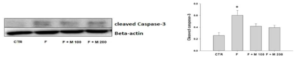 Finasteride 장기 투여후 MOTILIPERM 섭취에 따른 고환에서의 cleaved Caspase-3 protein 발현 변화