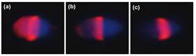 PNA labeling of human sperm. (a)Before AR. (b) Acrosome reacting. (c) After AR Red, PNA-TRITC; blue, DAPI