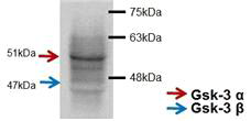 Western blot of GSK-3α/ β in mouse epididymal spermatozoa