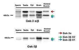 Western blot analysis of GSK-3α/β in mouse tissues