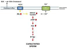 Signaling pathway in sperm capacitation