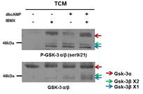 Effects of dibutyryl cAMP and IBMX on serine and tyrosine phosphorylated GSK3α/β in mouse cauda epididymal sperm