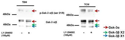 Effects of PI-3kinase inhibitor(LY-294002) on serine phosphorylated GSK-3α/β in mouse cauda epididymal sperm