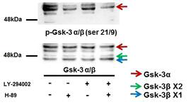 Effects of H89 and LY-294002 on inhibitory serine phosphorylation of GSK-3α/β in mouse cauda epididymal sperm under capacitation condition