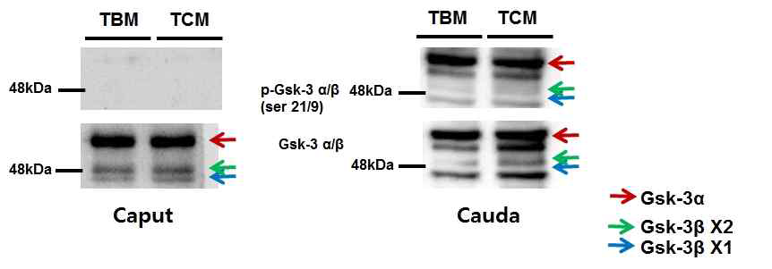 Western blot of serine phosphorylation of GSK3 in mouse epididymal sperm