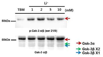 Effect of lithium on serine phosphorylated GSK3α/β in mouse epididymal sperm