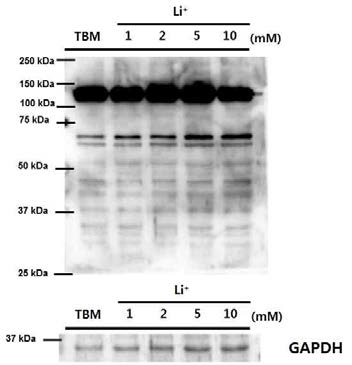 Western blot of tyrosine phosphprylation in lithium treated spermatozoa