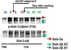 Western blot of serine phosphorylation of GSK3α /β in mouse epididymal sperm