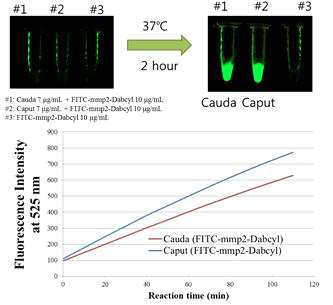 Sperm MMP2 activity assay using fluorescent peptide probe