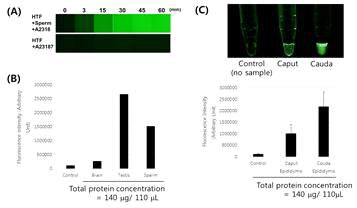 Sperm acrosin activity assay using fluorescent peptide probe