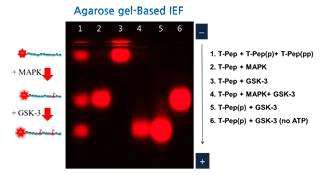 Sperm GSK3 activity assay using fluorescent agarose electrophoresis