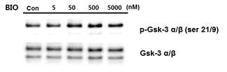 Effect of GSK-3 specific inhibitor (BIO, 6-Bromoindirubin-3′ -oxime) inhibitory phosphoryl-ation of GSK-3 in Human sperm