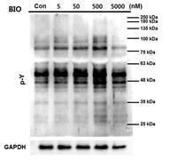 Effect of GSK-3 specific inhibitor (BIO, 6-Bromoindirubin-3′ -oxime) tyrosine phosphorylation in Human sperm