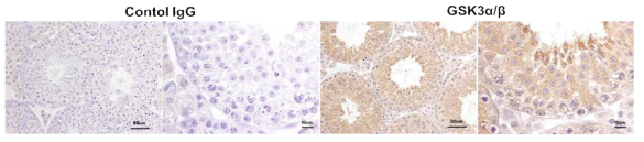 Expression of GSK-3α/β in mouse testis