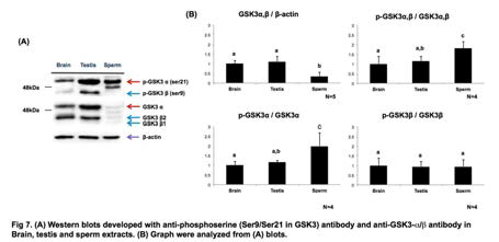 (A) Western blots of phosphoserine (Ser9/Ser21 in GSK3) and anti-GSK3-α/β in brain, testis and sperm extracts. (B) Graph from (A) blots