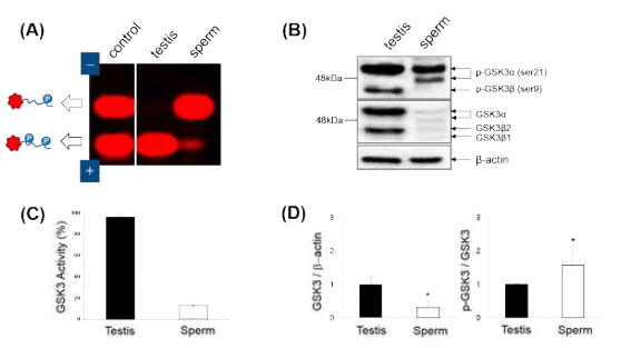 Fluorescent gel shift assay of GSK3 activity (A and C) and Western blot of GSK3/p-GSK3 (B and D) in mouse testis and sperm extracts