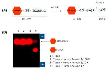 Fluorescent gel-shift assay of acrosin activity in human sperm extract