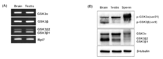(A) Expression of GSK3α/β mRNA in mouse brain and testis. (B) Western blots of phosphoserine (Ser9/Ser21) GSK3