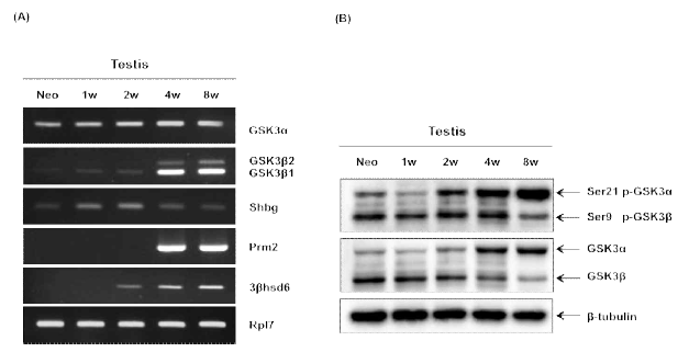 (A) Expression of GSK3α/β mRNA (A) and protein (B) in developing mouse testis