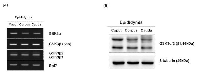 (A) Expression of GSK3α/β mRNA (A) and protein (B) in mouse epididymis