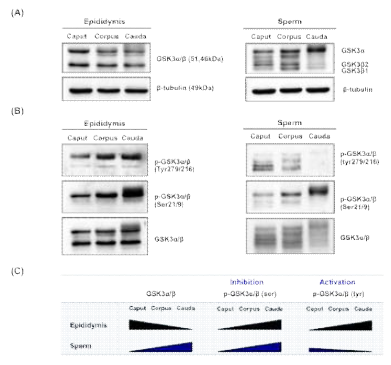 (A) Western blots of GSK-3α/β in caput, corpus, and cauda sperm. (B) Western blots p-tyr279/216 GSK3 and p-ser21/9 GSK3. (C) Summary of GSK3 expression in mouse epididymis and sperm