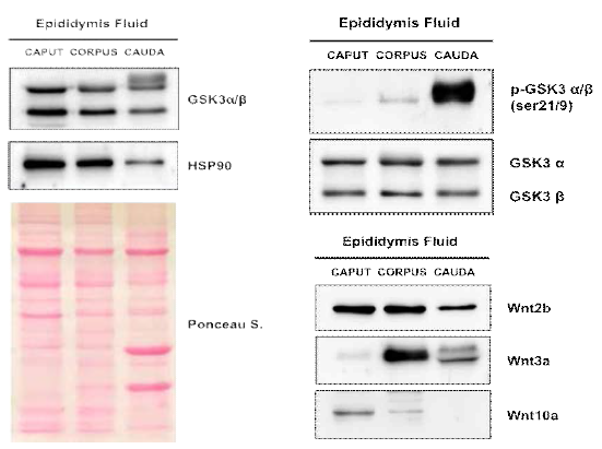 (Left) Expression of GSK-3α/β, HSP90 (exosome marker) in epididymis fluid. (Right) Expression of p-GSK-3α/β(ser21/9) in mouse epididymis fluid. Expression of Wnt ligands in mouse adult epididymis and fluid