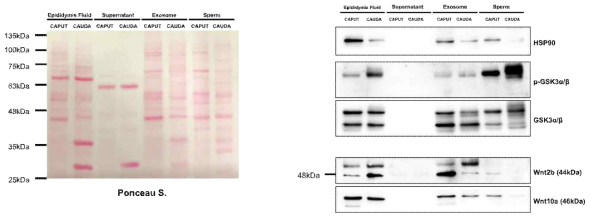 Exosome isolation from epididymal fluid. (A) Ponceau Staining for loading control. (B) Western blots developed with anti-GSK-3α/β, p-GSK-3α/β, HSP90 (Exosome marker), Wnt ligands in differential caput, cauda extracts