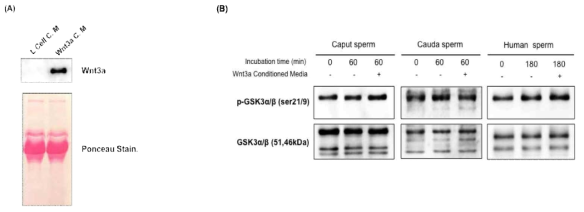 (A) Wnt3a conditioned media were achieved from L929, Lwnt3a cells. (B) Effect of Wnt3a conditioned media in mouse caput, cauda sperm and human sperm