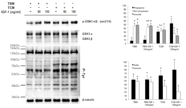 IGF-1 induced progressive motility and inhibitory serine phosphorylation of GSK3α /β in mouse sperm. Sperm motility parameters measured by CASA system