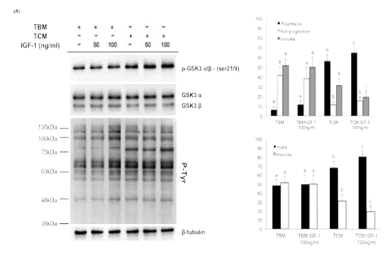 (A) IGF-1 induced progressive motility and inhibitory serine phosphorylation of GSK3α/β in human sperm