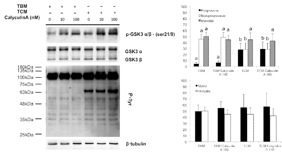 Changes of phosphorylation of GSK3 and tyrosine phosphorylation by calyculin A (PP1 inhibitor) in mouse sperm