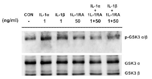 Effect of IL-1α, IL-1β, IL-1Ra recombinant in mouse sperm