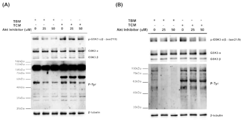 Effect of Akt inhibitor VⅢ in (A)mouse, and (B)human sperm