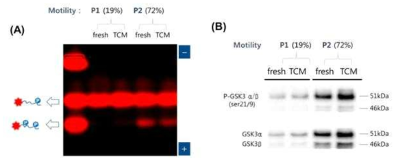 Motility에 따른 사람정자 extract에서의 (A) gel-shift assay 및 (B) GSK3/p-GSK3의 Western blot 분석 결과