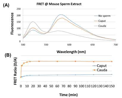 FRET 단백질프로브를 이용한 생쥐 부정소 caput과 cauda 시료에서의 acrosin활성 분석결과. (A) 시료 반응에 따른 FRET 단백질 프로브의 형광 스펙트럼 (ETYF 여기조건에서 형광방출 스펙트럼) (B) Time-dependent FRET ratio의 변화결과