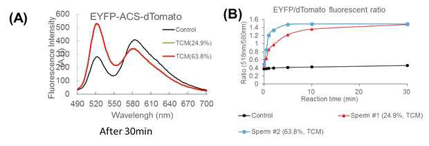 FRET 단백질 프로브를 이용한 사람정자에서의 acrosin활성 분석 결과 (A) Sperm motility가 다른 시료에 대해 TCM 배양 후 extract의 형광 스펙트럼 변화 (B) Sperm motility가 다른 시료에 대해 TCM 배양 후 extract의 1분 단위 FRET ratio의 변화
