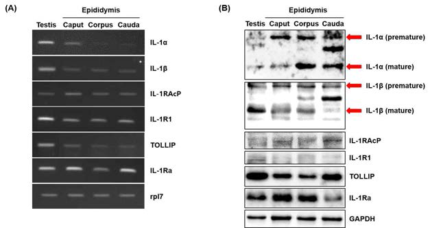 Expression of IL-1 system mRNA (A) and protein (B) in mouse testis and epdidymis