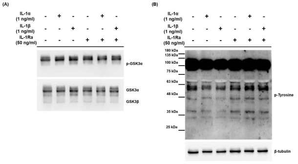Effect of IL-1α, IL-1β and IL-1Ra on phosphorylation of GSK3α/β (A) and tyrosine (B) in mouse spermatozoa
