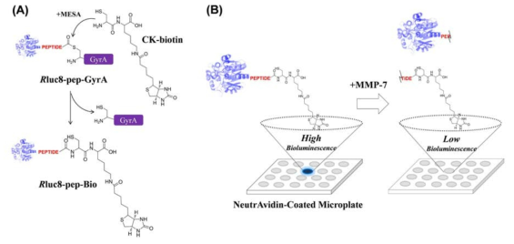 Schematic representation of bioluminescence (BL)-based assay of matrix metalloproteinase (MMP) activity on a microplate. (A) Intein-mediated biotinylation of Renilla luciferase mutant protein (R luc8). (B) BL-based assay of MMP-7 activity via NA– biotin interaction on the microplate surface