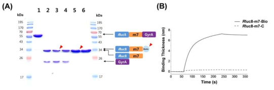 (A) SDS-PAGE analysis of intein splicing of Rluc8–m7–GyrA: control protein (Rluc8–m7–GyrA, lane 1), protein + MESA (lane 2), protein + MESA + CK–biotin (lane 3), protein + MESA + L-cysteine (lane 4), purified protein of lane 3 (lane 5), and purified protein of lane 4 (lane 6). (B) Bio-layer interferometric analysis of Rluc8–m7–Bio and Rluc8– m7–C (control)