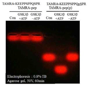 Peptide specificity on GSK-3 activity using fluorescence gel mobility shift assay