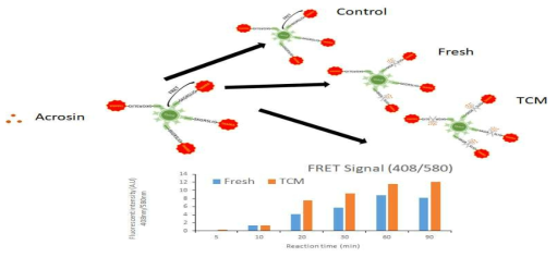 Time-dependent analysis of acrosin activity of sperm lysates using quauntum dot-based FRET probe