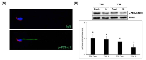 Localization of p-PDHα1 (A) and inhibitory phosphorylation of PDHα1 (B) in mouse sperm. a and b are significantly different from each other by one-way ANOVA