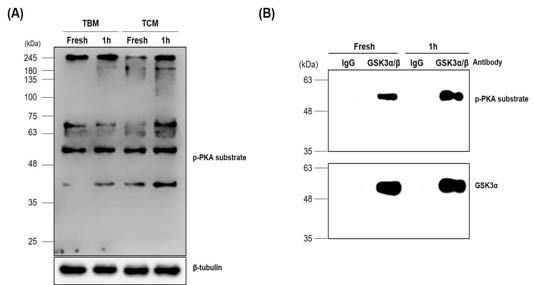 Phosphorylation of PKA substrate in mouse sperm (A) and GSK3 specific serine phosphorylation by PKA (B)