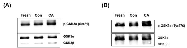 Effect of CA (10 nM) on serine (A) and tyrosine (B) residue phosphorylation of GSK3α/β in low motility human sperm. CA, Calyculin A
