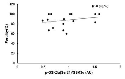 Correlation of serine residue phosphorylation of GSK3 with fertility