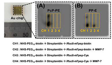 SPR 기판위에서 단백질 프로브의 생물발광 이미징 결과. 효소처리 후에는 현저히 감소되었음을 확인