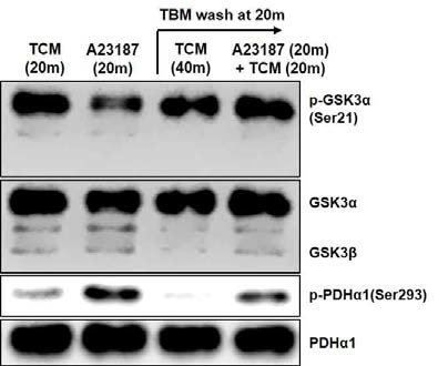 Effect of TBM washing on inhibitory phosphorylation of GSK3α and PDHα1 in mouse sperm after treatment of A23187 (1 μM) in TCM